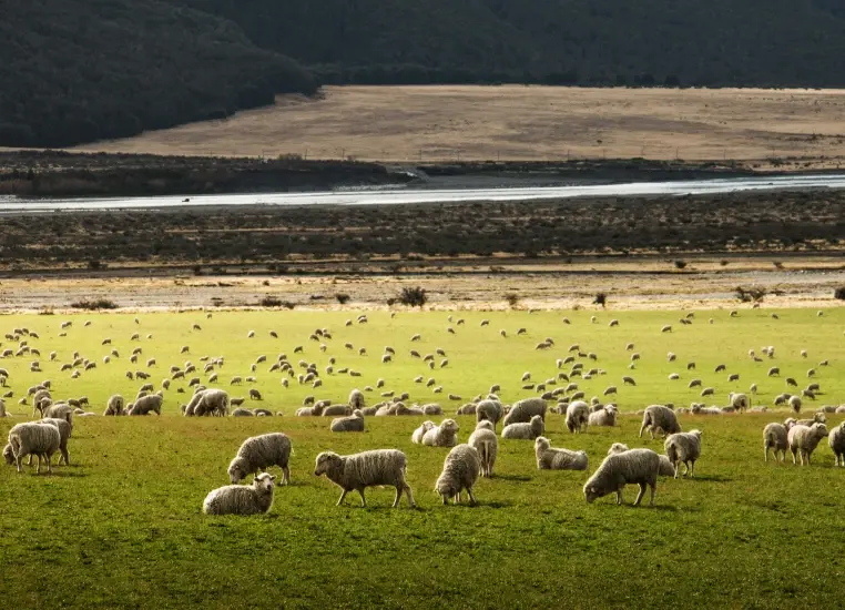 Lamb grazing in an open field of grass